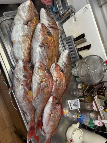 マダイの釣果