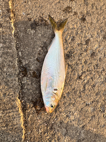 コノシロの釣果