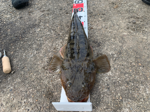 マゴチの釣果