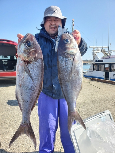 メダイの釣果