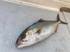 カンパチの釣果