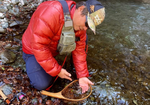 ヤマメの釣果