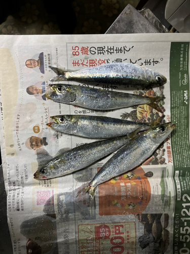 マイワシの釣果