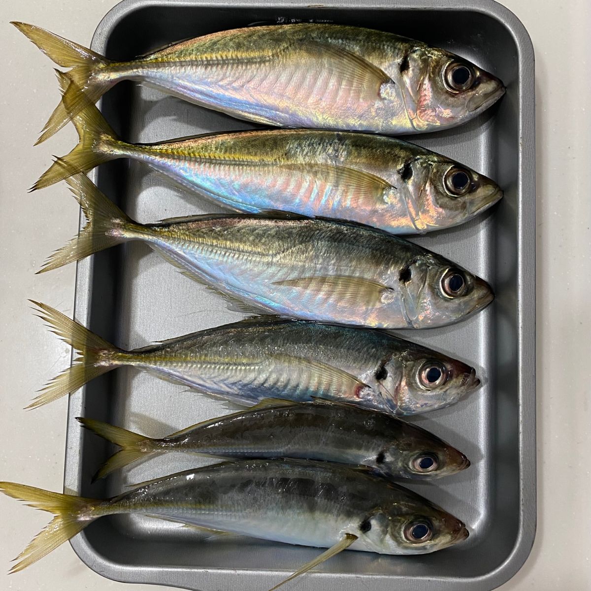 アジつりたいさんの釣果 2枚目の画像