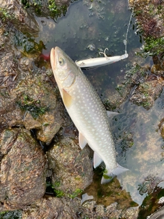 アメマスの釣果