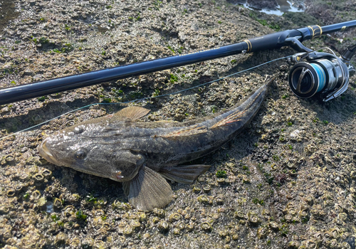 マゴチの釣果