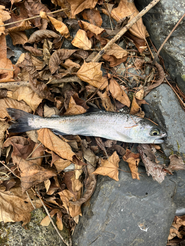 ニジマスの釣果