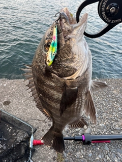 クロダイの釣果