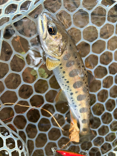 アマゴの釣果