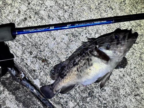 メバルの釣果