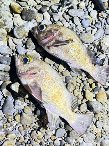 シロメバルの釣果