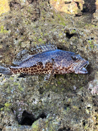 オオモンハタの釣果