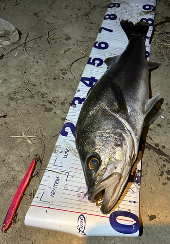 シーバスの釣果