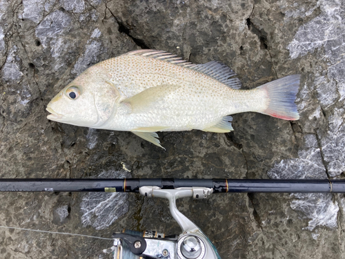 ホシミゾイサキの釣果