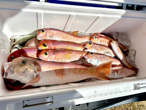 アマダイの釣果