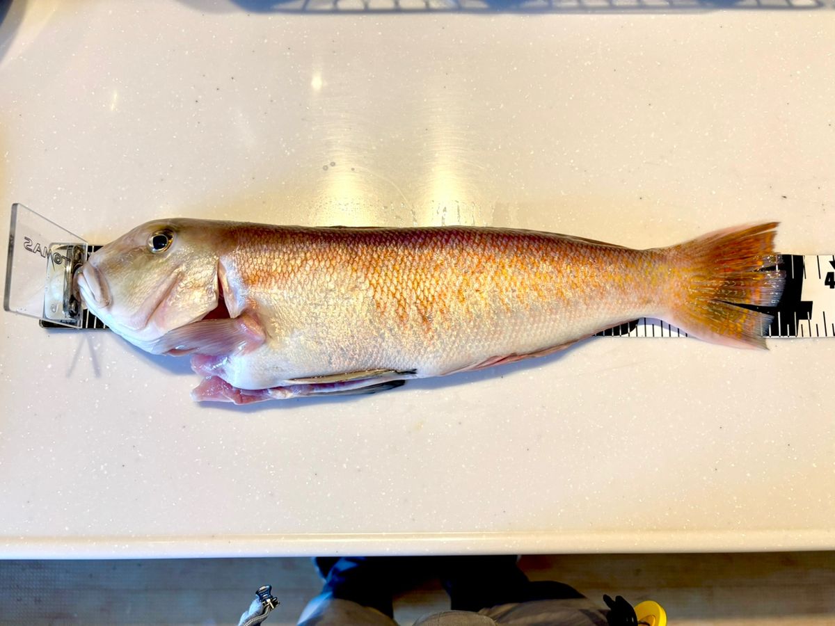 かうりさんの釣果 2枚目の画像