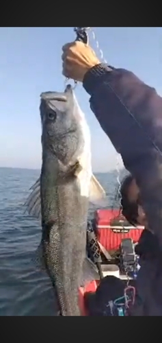 スズキの釣果