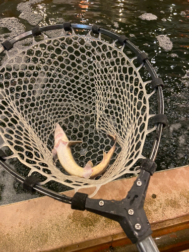 チョウザメの釣果