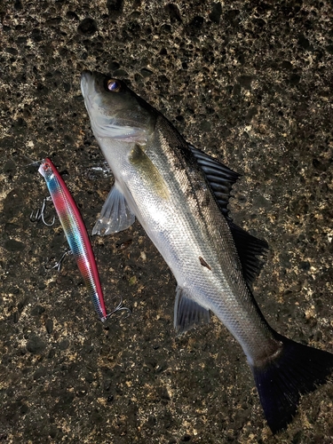 セイゴ（マルスズキ）の釣果