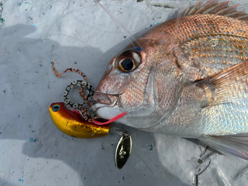 マダイの釣果