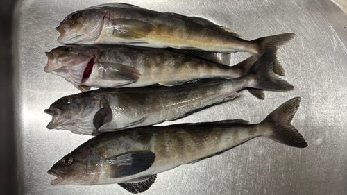 ホッケの釣果