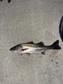 セイゴ(マルスズキ)の釣果