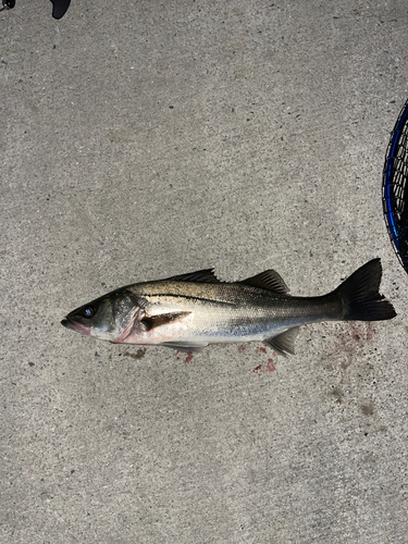 セイゴ（マルスズキ）の釣果