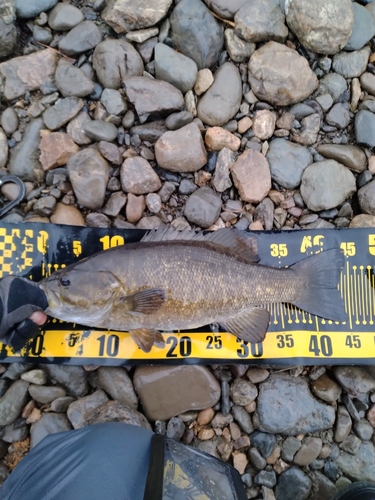 スモールマウスバスの釣果