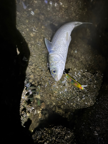 ボラの釣果