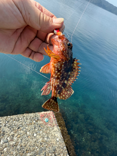 アラカブの釣果