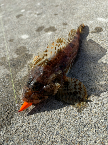 カジカの釣果