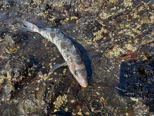 ホッケの釣果