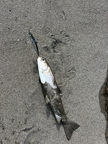 ウミアメの釣果