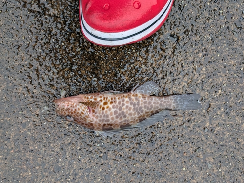 オオモンハタの釣果