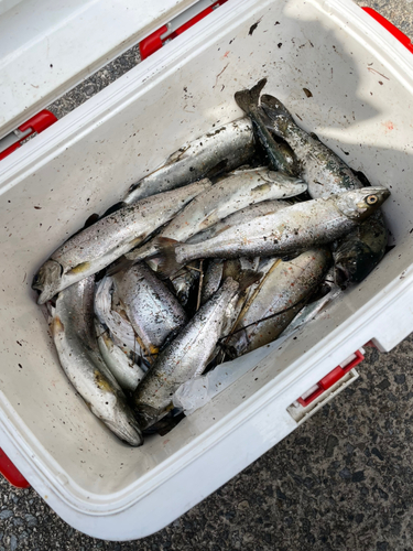 アマゴの釣果