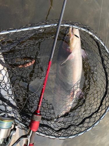 ニジマスの釣果