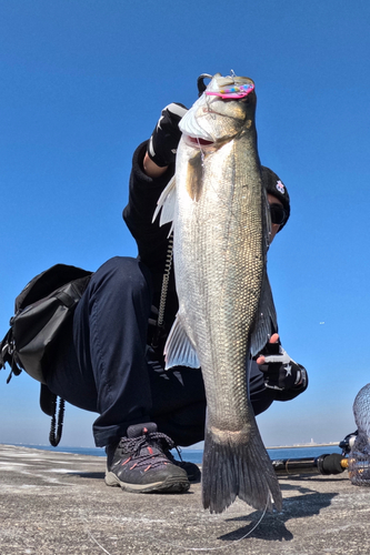 シーバスの釣果