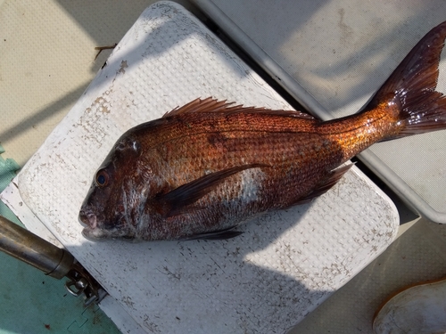 マダイの釣果