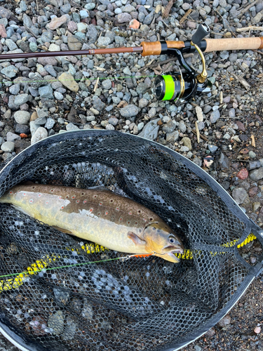 ブラウントラウトの釣果