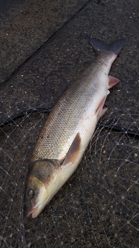 ウグイの釣果