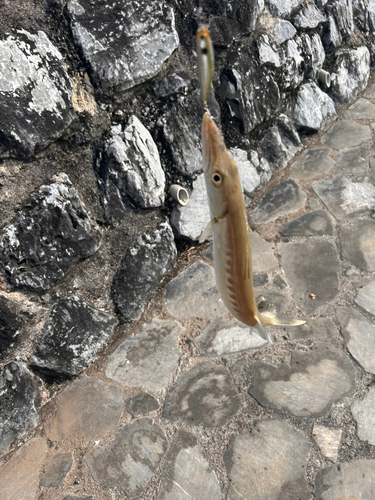 オニカマスの釣果