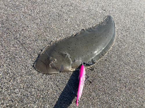 シタビラメの釣果