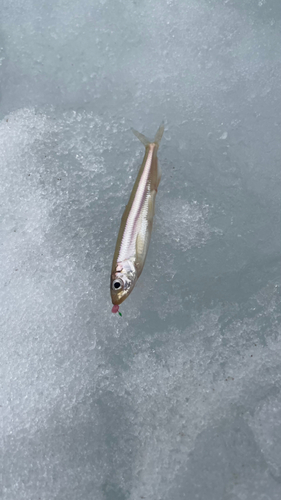 ワカサギの釣果