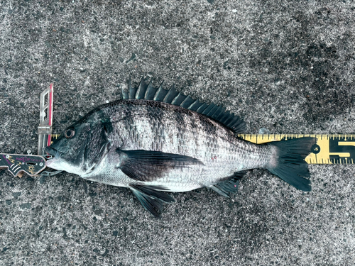 クロダイの釣果