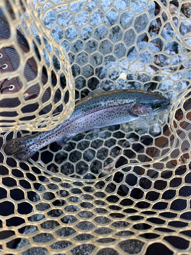 ニジマスの釣果