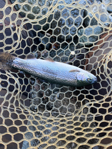 ニジマスの釣果