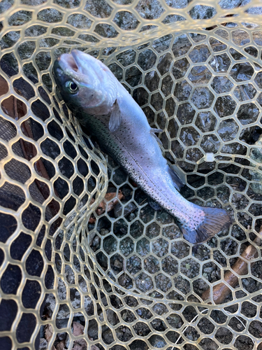 ニジマスの釣果