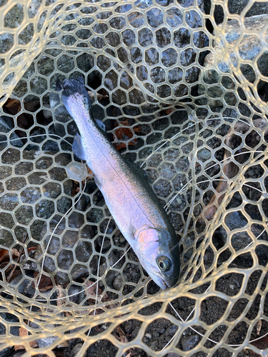 ニジマスの釣果