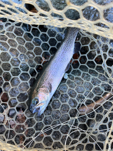 ニジマスの釣果