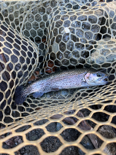 ニジマスの釣果